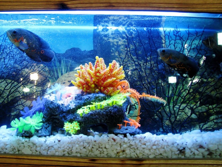 Vibrant aquarium with colorful fish, coral, and white gravel, illuminated by blue light.