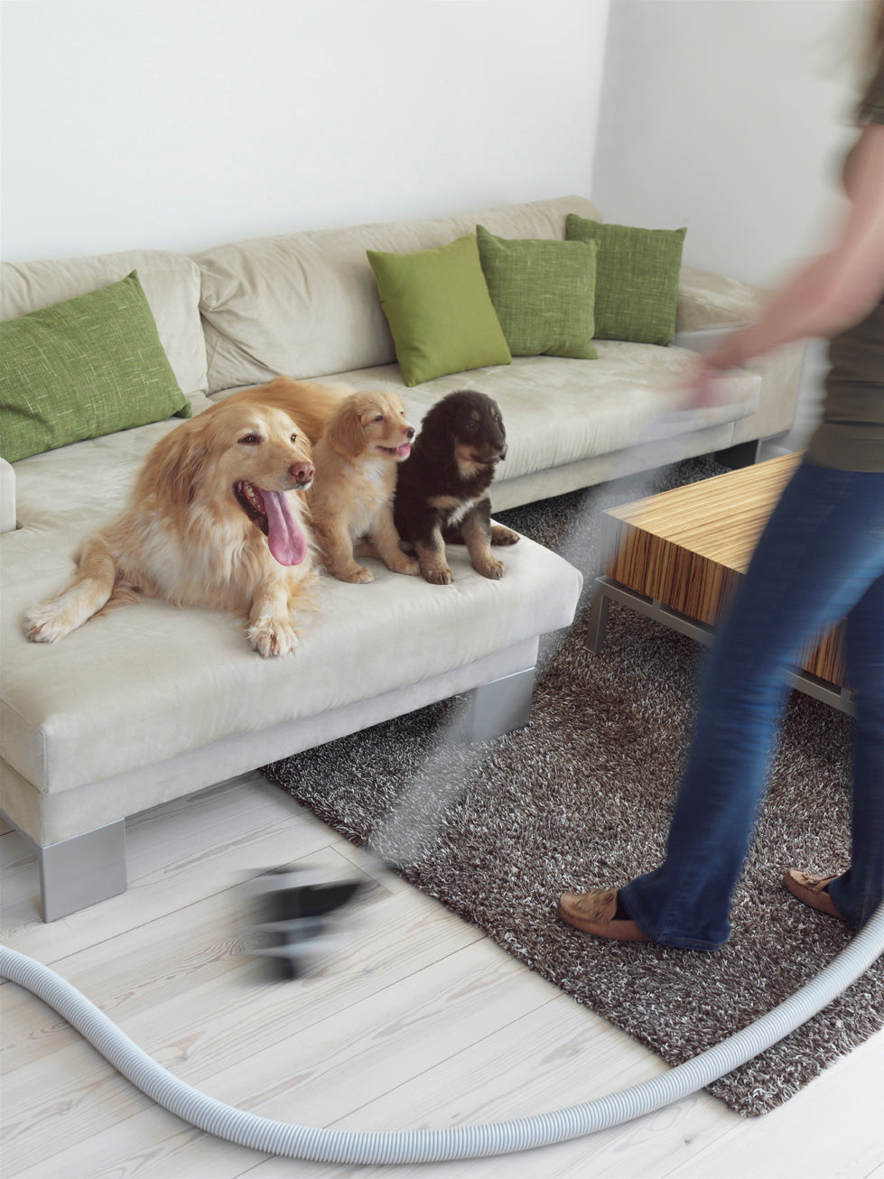 Person vacuuming living room with central vacuum hose while three dogs relax on sofa, showcasing effortless pet-friendly cleaning.