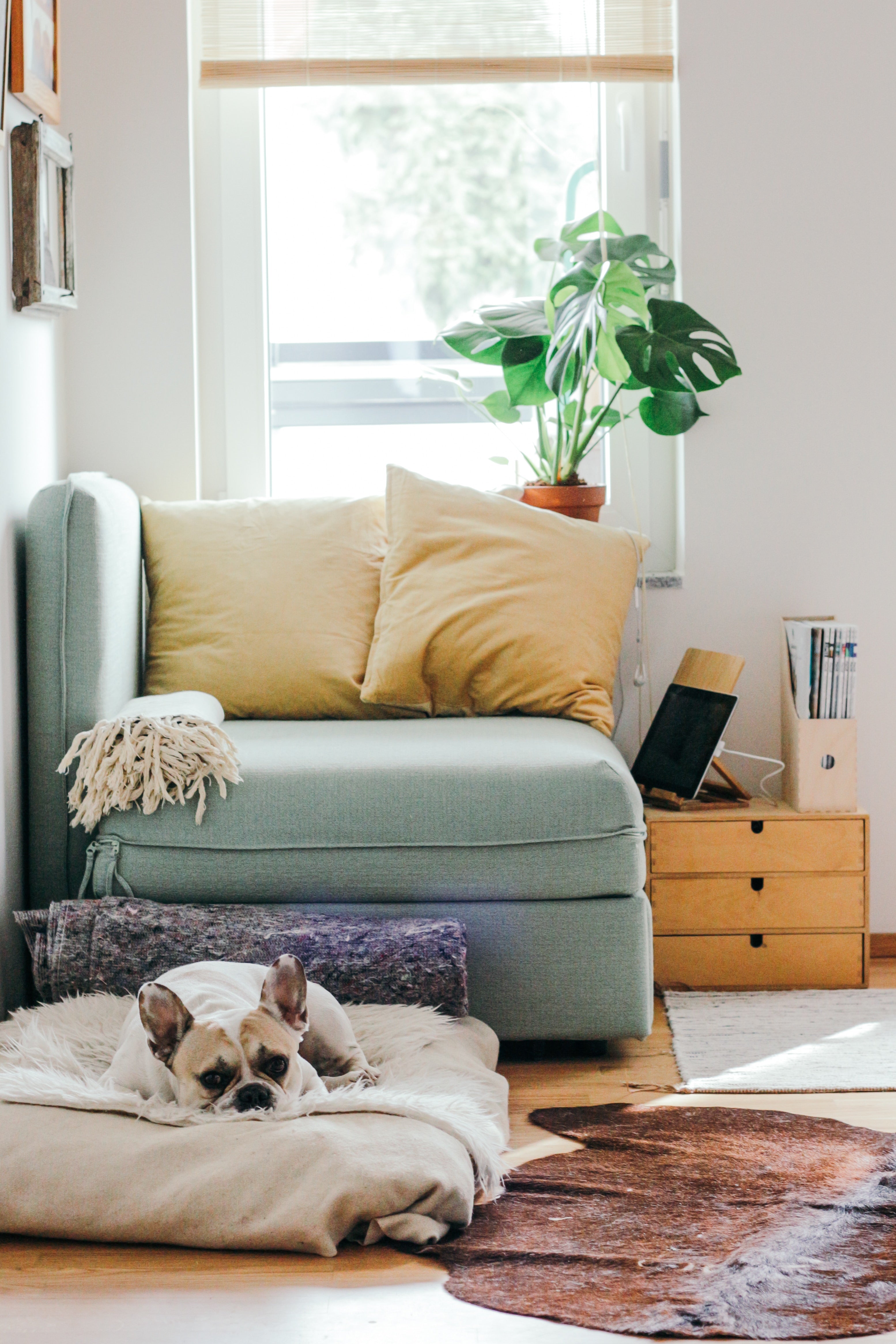 Cozy living room with French bulldog resting on plush bed, green plant by window, soft natural light.