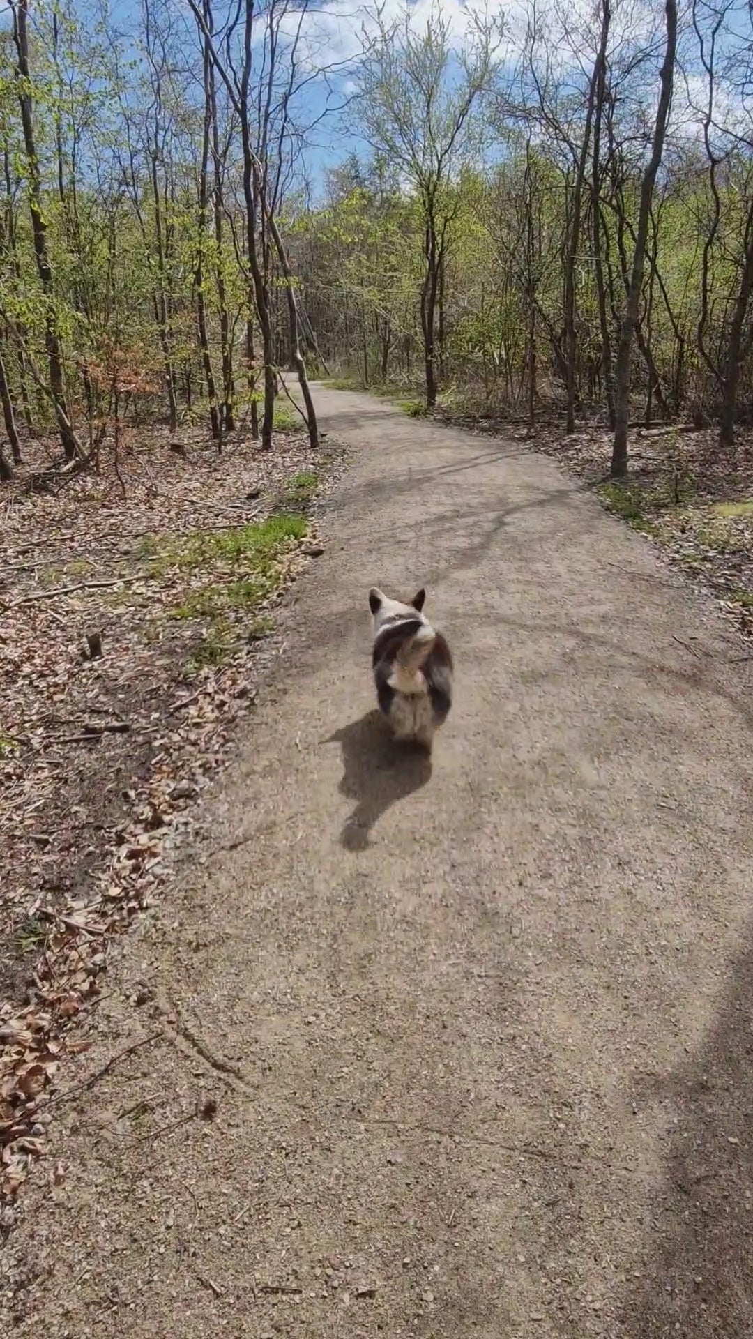 Charger la vidéo :