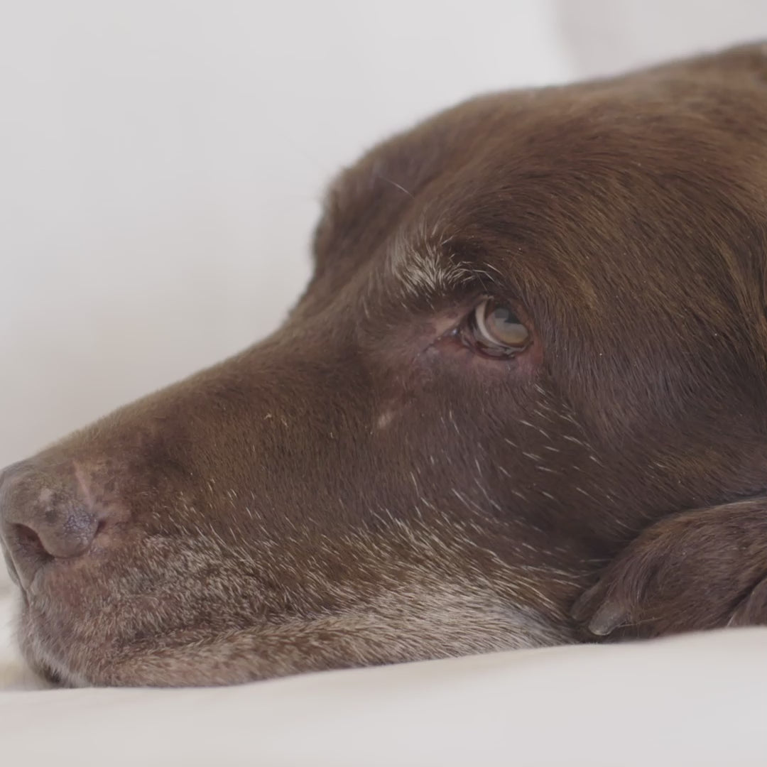 Cargar vídeo: Aspiradora Perform Pet Care Parquet