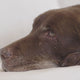 Aspiradora Perform Pet Care Parquet